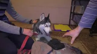 Обучение щенка хаски охранять вещь
