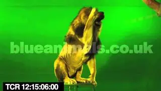 male lion - roaring, snarling, swiping | chromakey greenscreen