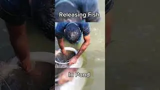 Releasing Fish In Pond 🐟Fish Farming #fish #fishfarming #viral #reels #village #foryou