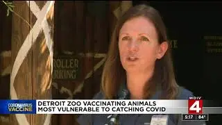 Detroit Zoo vaccinating animals most vulnerable to catching COVID