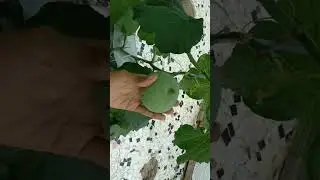 Apple Gourd Tinda Harvest Organic Terrace Garden #organic #terracegarden #growyourownfood