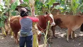 Terbaik cara mengembangbiakan sapi dengan mudah