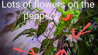 AeroGarden pepper flower apocalypse 😲
