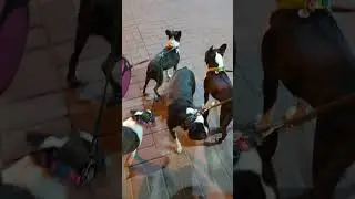 evening walk🐾 with boston terriers