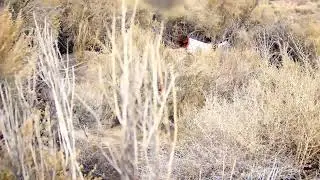 Point caught on Shotkam - Valley Quail