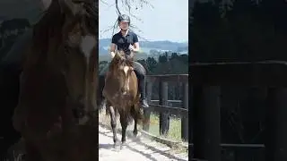 Bend, renver, traver and shoulder in with seat aids only #libertyhorsemanship #bridleless