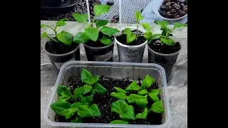 Самый простой СПОСОБ УКОРЕНЕНИЯ ПЕТУНИЙ!! Невероятная Экономия!!