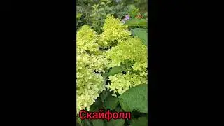 Скайфолл 04.08.2024 г. #метельчатыегортензии #гортензии #дача