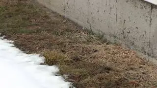 Has Spring Arrived?  March 2026 So. New Hampshire