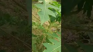 Beautiful Green Papaya tree