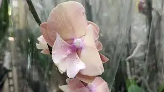 16.08.25.МИР ЦВЕТОВ🌺.