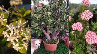 Красулы-Толстянки🌱моя коллекция.Crassula my collection.12-2-2020