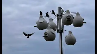 Attracting Purple Martins!