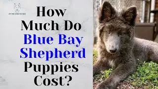 How Much Do Blue Bay Shepherd  Puppies Cost?