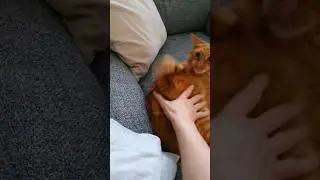 ❤Кот Артём❤
