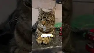 When your neighbour's cat invades your home 😆