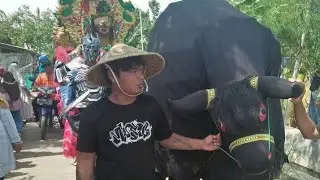ATRAKSI KEBO NGEJAR JANDA // MANUK DANGDUT NANJUNG ABADI // LIVE SLIYEG 27 September 2022