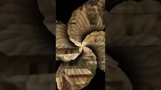 Nav u navdar Çerkeze Reş