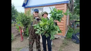 Лето в деревне. 22.06.2024