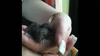 Field Mice