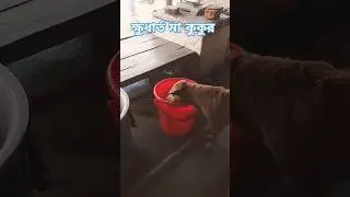 বোবা প্রাণী, ওদেরও আছে ক্ষুধার জ্বালা। #shorts #viral #viralshorts #raiyans_zone