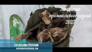 Закрытие промыслового сезона 2023 в Сибири. Несу соболей, завожу приваду. Таёжный быт.