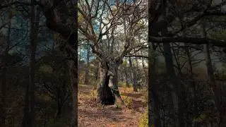 #mexico #natural #forest #naturaleza #atardecer #senderismo #musicaclasica #bosques