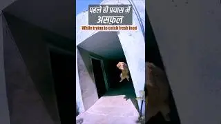 Fresh diet की तलास में बिल्ली का बच्चा