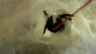 Chilobrachys fimbriatus agressive