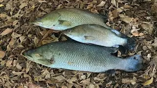Mancing KAKAP PUTIH Dengan Umpan Yang Pas