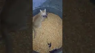 This Is What Will Happen If You Leave Your Cat Next To A Mouse