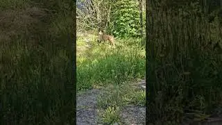 #vlog