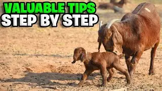 REVEALED! How to be successful in goat farming