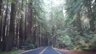 Avenue of the Giants