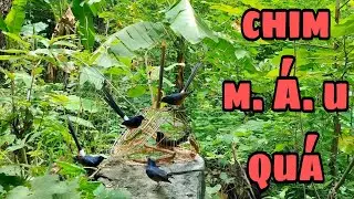 Chim Mồi Cứng Cũng Phải Sợ Con Bổi Này @sangtaybactv