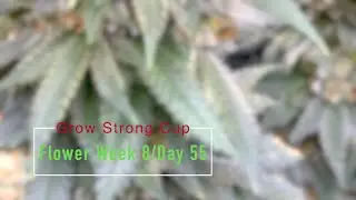 Grow Strong Cup Flower Week 8 Day 55 TRICHOME Discussion
