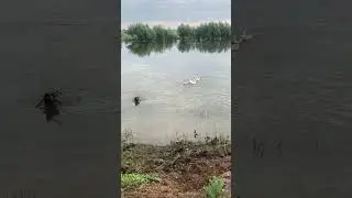 Гуси газуют на овчарку