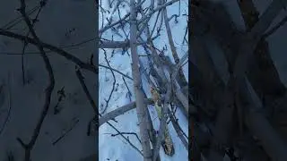 ПИЛА  " ШОК КОНТЕНТ" 2024