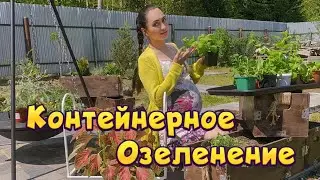 Контейнерное озеленение