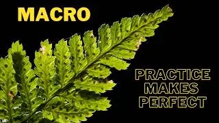 Macro Photography - Practise Makes Perfect