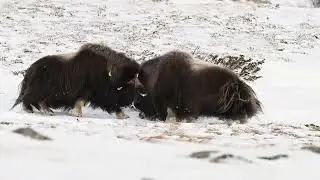 Musk ox bulls fight