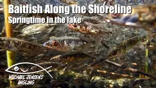 Thousands of baitfish - real underwater footage
