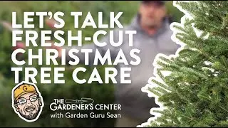 Let's Talk Care for Fresh-Cut Christmas Trees 🎄 Garden Guru Sean at The Gardener's Center