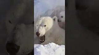 🤔 Белые медведи. Дикие звери Ямала. Интересные факты