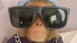бебра мстит за пиола