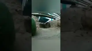 Интересная ловушка для вредителей