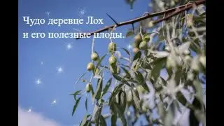 Деревце лох и его плоды.
