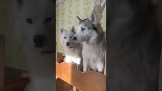 ХАСКИ РАЗГОВАРИВАЕТ ПОЧТИ НА РУССКОМ