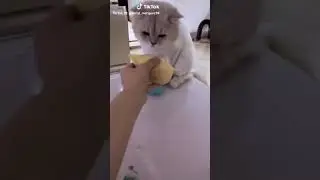 Çılgın kediler