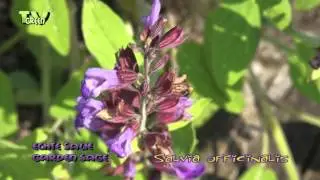 Echte Salie - Salvia Officinalis - Garden Sage, Common Sage